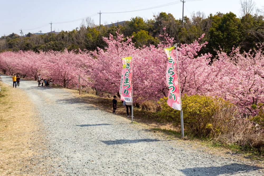 東大山の河津桜、菜の花、3月春の花、静岡県浜松市の観光・撮影スポットの画像と写真