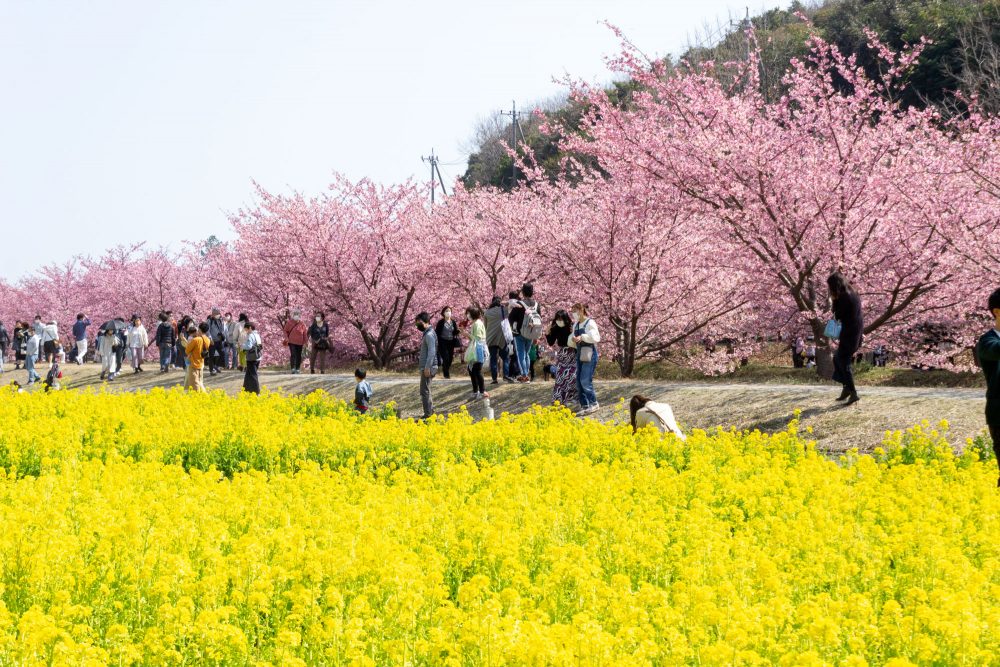 東大山の河津桜、菜の花、3月春の花、静岡県浜松市の観光・撮影スポットの画像と写真