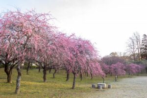 平芝公園　梅まつり　3月　愛知県豊田市の観光・撮影スポットの画像と写真