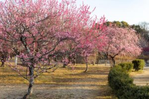 平芝公園　梅まつり　3月　愛知県豊田市の観光・撮影スポットの画像と写真