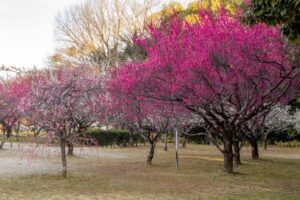 平芝公園　梅まつり　3月　愛知県豊田市の観光・撮影スポットの画像と写真