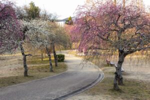 平芝公園　梅まつり　3月　愛知県豊田市の観光・撮影スポットの画像と写真