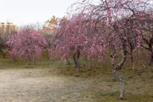 平芝公園　梅まつり　3月　愛知県豊田市の観光・撮影スポットの画像と写真