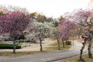 平芝公園　梅まつり　3月　愛知県豊田市の観光・撮影スポットの画像と写真