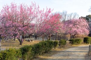 平芝公園　梅まつり　3月　愛知県豊田市の観光・撮影スポットの画像と写真