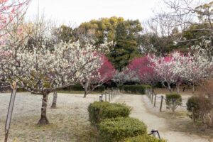平芝公園　梅まつり　3月　愛知県豊田市の観光・撮影スポットの画像と写真