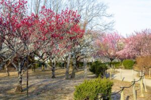 平芝公園　梅まつり　3月　愛知県豊田市の観光・撮影スポットの画像と写真
