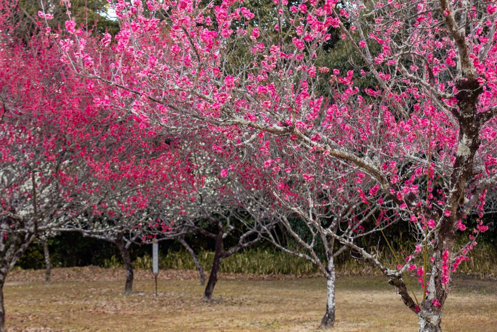 平芝公園　梅まつり　3月　愛知県豊田市の観光・撮影スポットの画像と写真