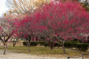 平芝公園　梅まつり　3月　愛知県豊田市の観光・撮影スポットの画像と写真