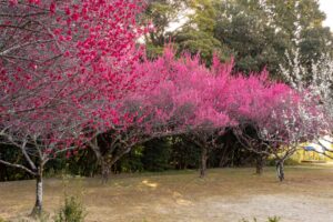 平芝公園　梅まつり　3月　愛知県豊田市の観光・撮影スポットの画像と写真