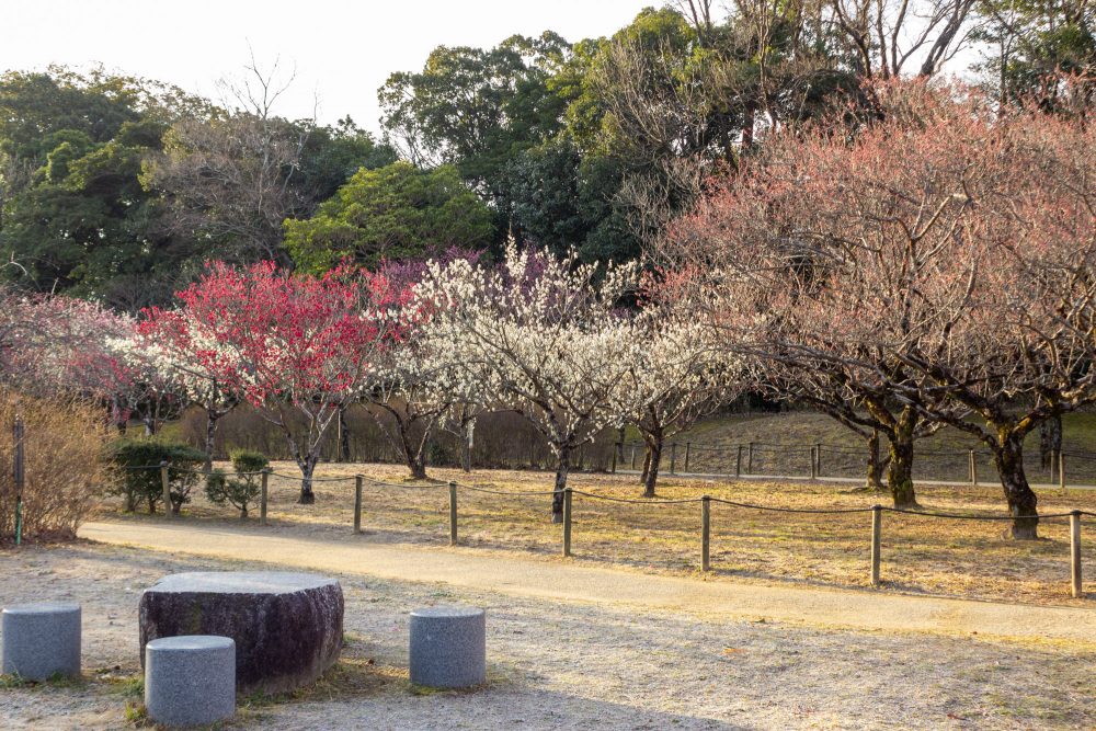 平芝公園　梅まつり　3月　愛知県豊田市の観光・撮影スポットの画像と写真