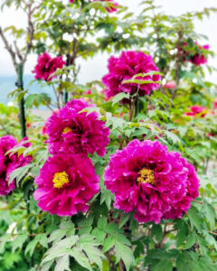 いなべ市農業公園、牡丹、5月夏の花、三重県いなべ市の観光・撮影スポットの名所
