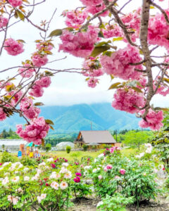 いなべ市農業公園、八重桜、5月夏の花、三重県いなべ市の観光・撮影スポットの名所