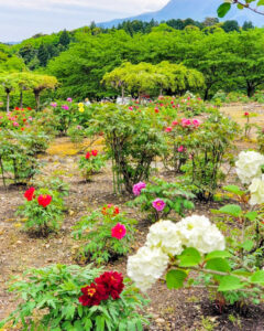 いなべ市農業公園、牡丹、5月夏の花、三重県いなべ市の観光・撮影スポットの名所