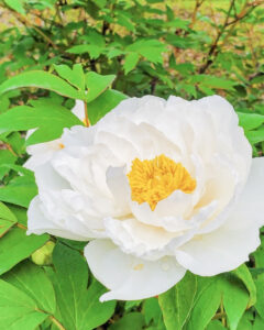 いなべ市農業公園、牡丹、5月夏の花、三重県いなべ市の観光・撮影スポットの名所