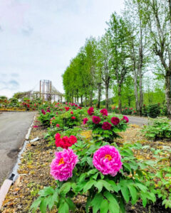 いなべ市農業公園、牡丹、5月夏の花、三重県いなべ市の観光・撮影スポットの名所
