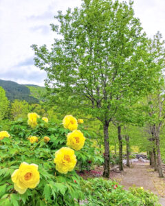 いなべ市農業公園、牡丹、5月夏の花、三重県いなべ市の観光・撮影スポットの名所
