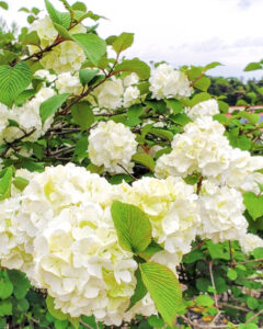 いなべ市農業公園、牡丹、5月夏の花、三重県いなべ市の観光・撮影スポットの名所