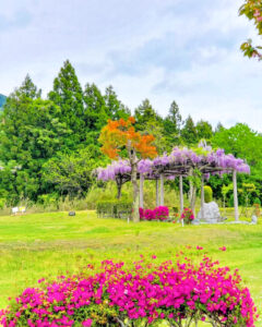 いなべ市農業公園、藤、5月夏の花、三重県いなべ市の観光・撮影スポットの名所