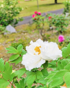 いなべ市農業公園、牡丹、5月夏の花、三重県いなべ市の観光・撮影スポットの名所
