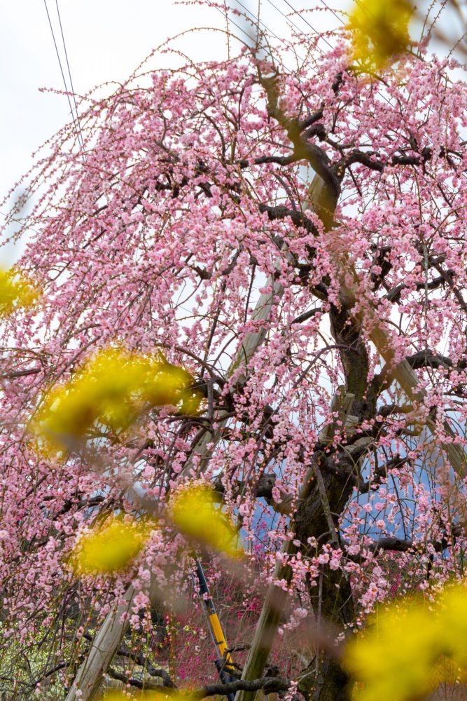 いなべ市農業公園、梅林公園、3月の春の花、三重県いなべ市の観光・撮影スポットの画像と写真