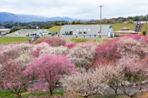 いなべ市農業公園、梅林公園、3月の春の花、三重県いなべ市の観光・撮影スポットの画像と写真
