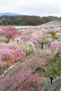 いなべ市農業公園、梅林公園、3月の春の花、三重県いなべ市の観光・撮影スポットの画像と写真