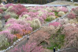 いなべ市農業公園、梅林公園、3月の春の花、三重県いなべ市の観光・撮影スポットの画像と写真