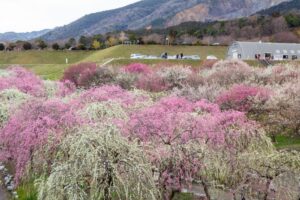 いなべ市農業公園、梅林公園、3月の春の花、三重県いなべ市の観光・撮影スポットの画像と写真