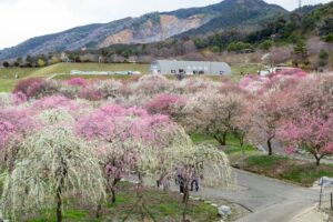 いなべ市農業公園、梅林公園、3月の春の花、三重県いなべ市の観光・撮影スポットの画像と写真