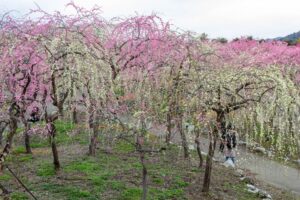 いなべ市農業公園、梅林公園、3月の春の花、三重県いなべ市の観光・撮影スポットの画像と写真