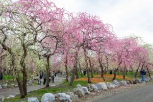 いなべ市農業公園、梅林公園、3月の春の花、三重県いなべ市の観光・撮影スポットの画像と写真