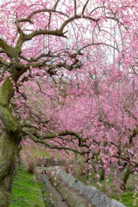 いなべ市農業公園、梅林公園、3月の春の花、三重県いなべ市の観光・撮影スポットの画像と写真