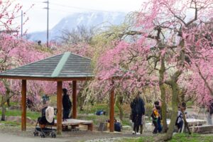 いなべ市農業公園、梅林公園、3月の春の花、三重県いなべ市の観光・撮影スポットの画像と写真