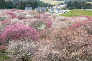 いなべ市農業公園、梅林公園、3月の春の花、三重県いなべ市の観光・撮影スポットの画像と写真