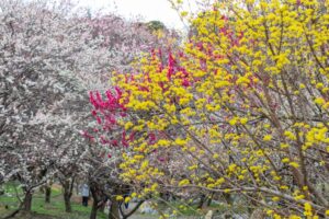 いなべ市農業公園、梅林公園、3月の春の花、三重県いなべ市の観光・撮影スポットの画像と写真