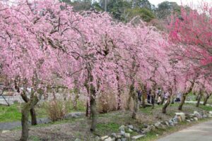 いなべ市農業公園、梅林公園、3月の春の花、三重県いなべ市の観光・撮影スポットの画像と写真