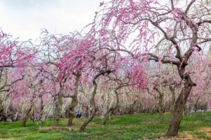 いなべ市農業公園、梅林公園、3月の春の花、三重県いなべ市の観光・撮影スポットの画像と写真