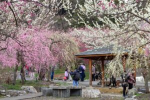 いなべ市農業公園、梅林公園、3月の春の花、三重県いなべ市の観光・撮影スポットの画像と写真