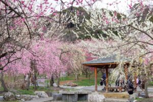 いなべ市農業公園、梅林公園、3月の春の花、三重県いなべ市の観光・撮影スポットの画像と写真