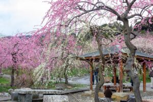 いなべ市農業公園、梅林公園、3月の春の花、三重県いなべ市の観光・撮影スポットの画像と写真