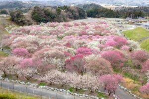 いなべ市農業公園、梅林公園、3月の春の花、三重県いなべ市の観光・撮影スポットの画像と写真