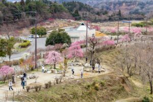 いなべ市農業公園、梅林公園、3月の春の花、三重県いなべ市の観光・撮影スポットの画像と写真