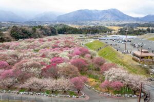 いなべ市農業公園、梅林公園、3月の春の花、三重県いなべ市の観光・撮影スポットの画像と写真