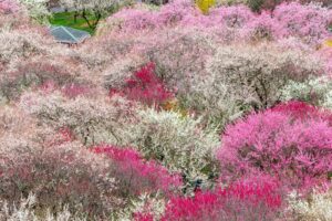 いなべ市農業公園、梅林公園、3月の春の花、三重県いなべ市の観光・撮影スポットの画像と写真