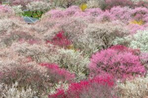 いなべ市農業公園、梅林公園、3月の春の花、三重県いなべ市の観光・撮影スポットの画像と写真