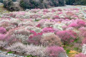 いなべ市農業公園、梅林公園、3月の春の花、三重県いなべ市の観光・撮影スポットの画像と写真