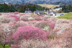 いなべ市農業公園、梅林公園、3月の春の花、三重県いなべ市の観光・撮影スポットの画像と写真