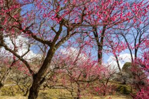 岩津天満宮　神橋梅苑　梅まつり　3月　愛知県岡崎市の観光・撮影スポットの画像と写真