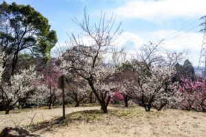 岩津天満宮　神橋梅苑　梅まつり　3月　愛知県岡崎市の観光・撮影スポットの画像と写真